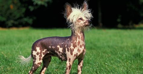 cheapest animal in the world